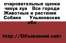 очаровательные щенки чихуа-хуа - Все города Животные и растения » Собаки   . Ульяновская обл.